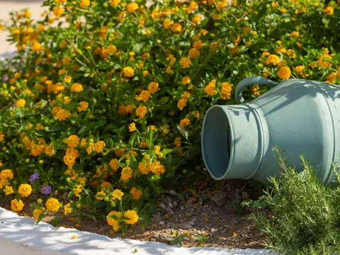 Uno dei gatti di casa nel giardino della struttura